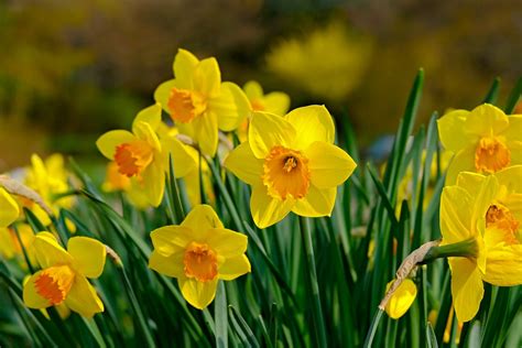 水仙 意味|水仙(スイセン)とは？花の特徴・花言葉・育て方を紹。